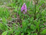 Orchis militaris