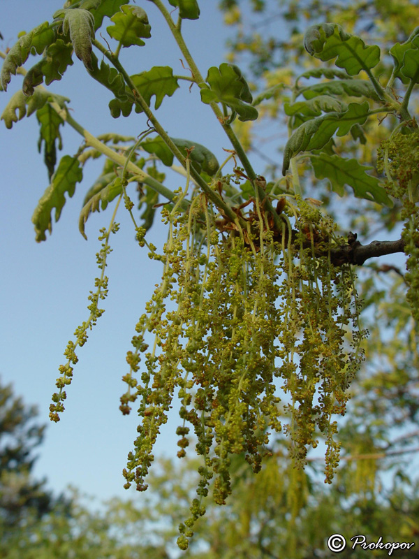 Image of Quercus pubescens specimen.