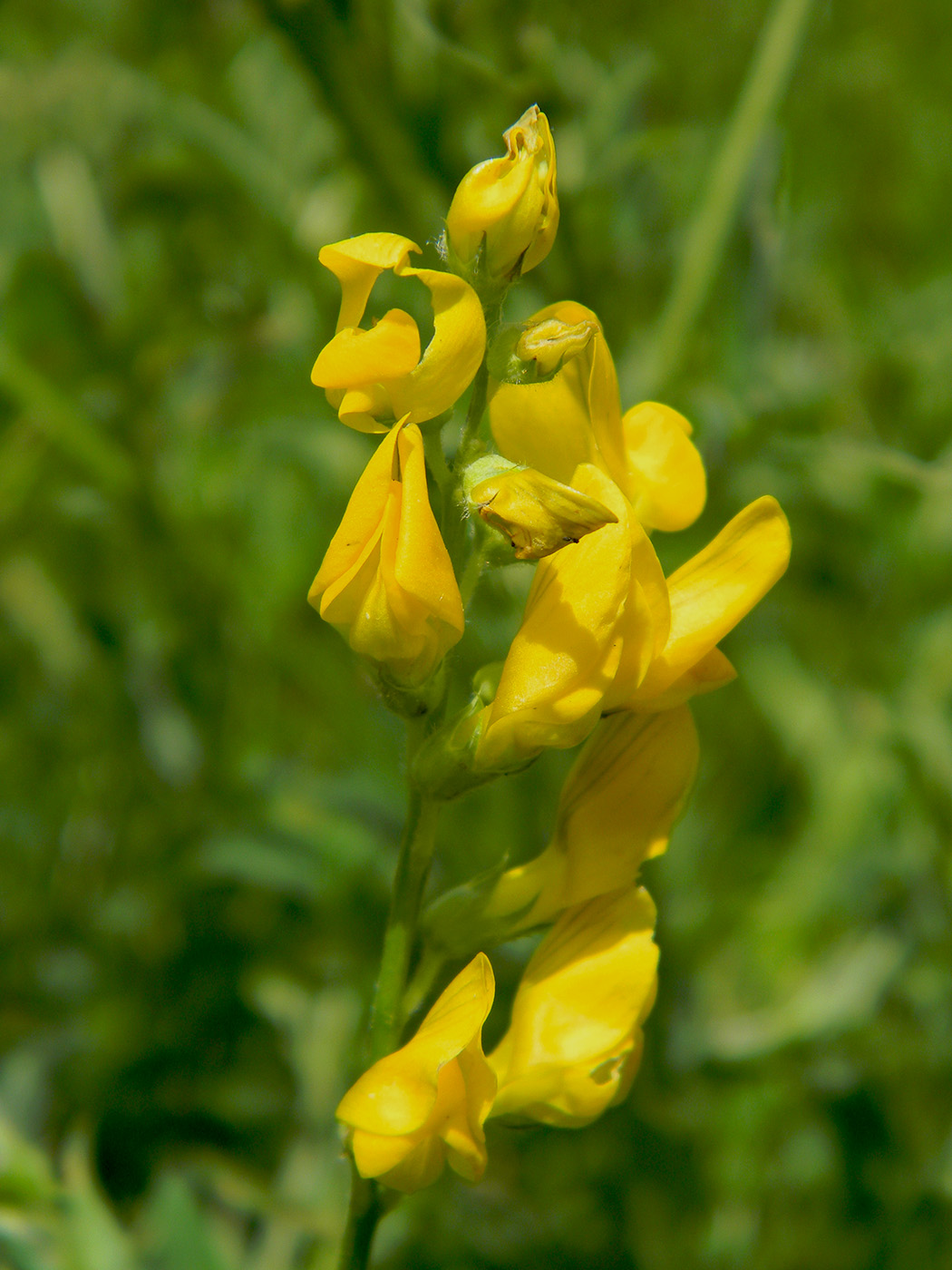 Изображение особи Lathyrus pratensis.