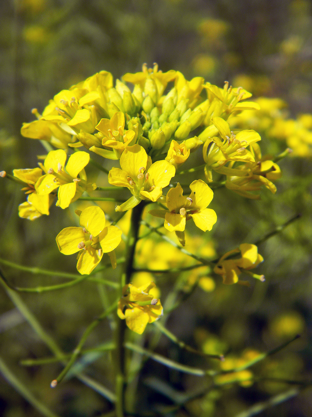 Image of Sisymbrium loeselii specimen.