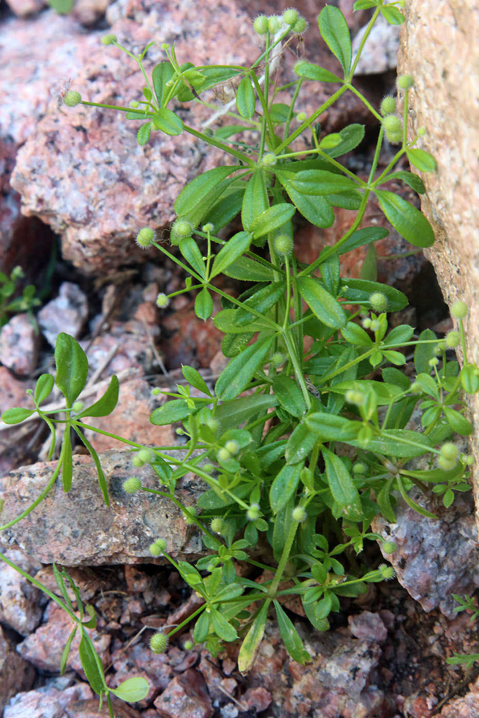 Изображение особи Galium ibicinum.