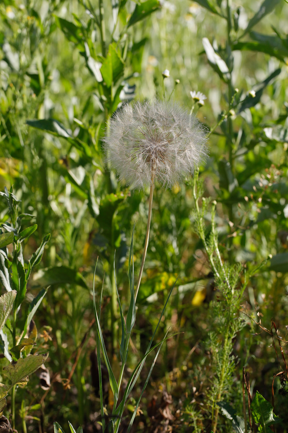 Image of Tragopogon dubius ssp. major specimen.