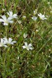 Cerastium arvense