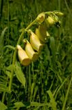 Digitalis grandiflora. Соцветие. Южный Урал, Челябинская обл., левый берег р. Ай, залесенный склон скального массива Малые Притесы. 9 июля 2016 г.
