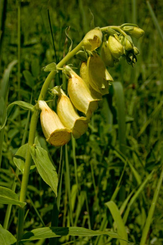 Image of Digitalis grandiflora specimen.