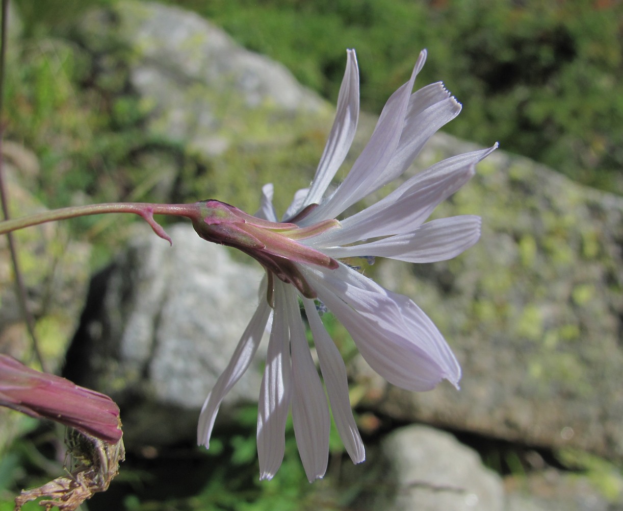 Image of Cicerbita racemosa specimen.