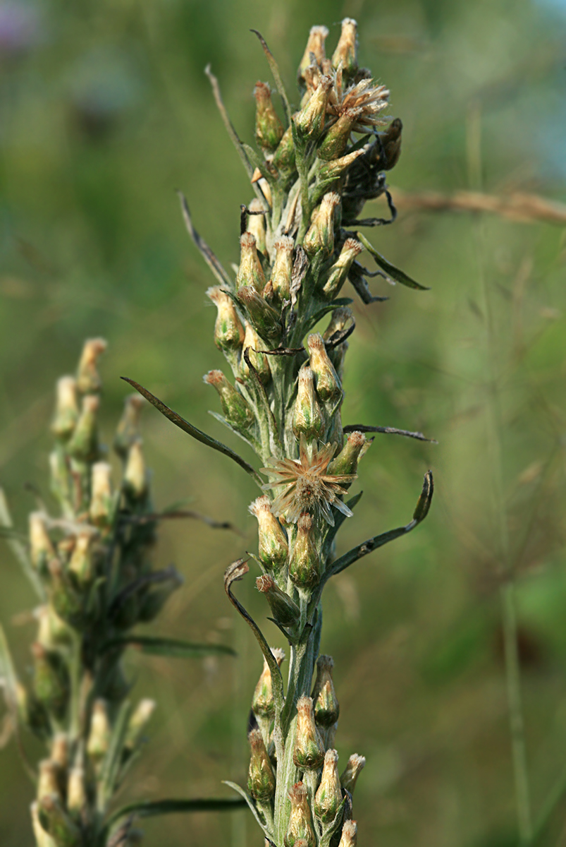 Image of Omalotheca sylvatica specimen.