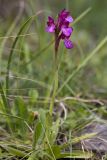 Anacamptis papilionacea. Цветущее растение. Греция, Пелопоннес, Мессения, тропа выше влажного леса возле ущелья Фарангаки Перистерия. 29.03.2015.