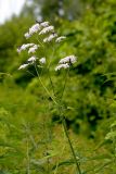 Valeriana officinalis