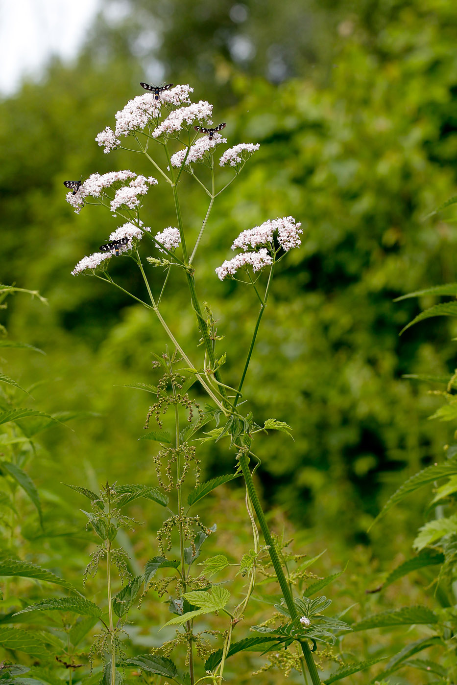 Изображение особи Valeriana officinalis.