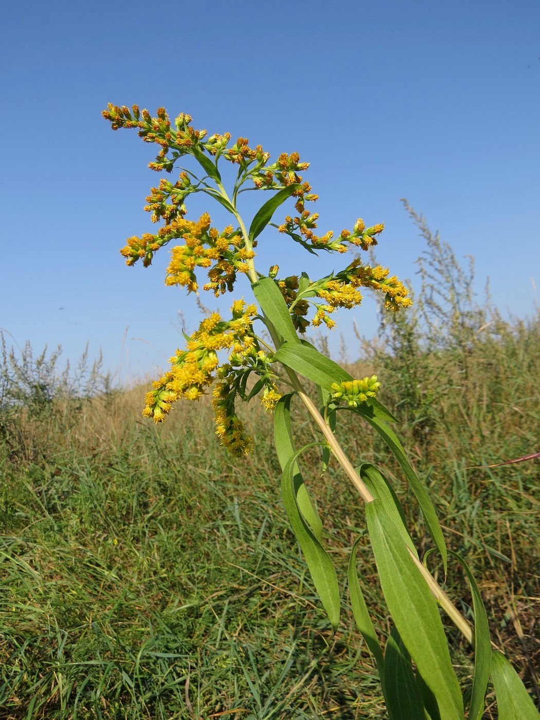 Image of Solidago gigantea specimen.