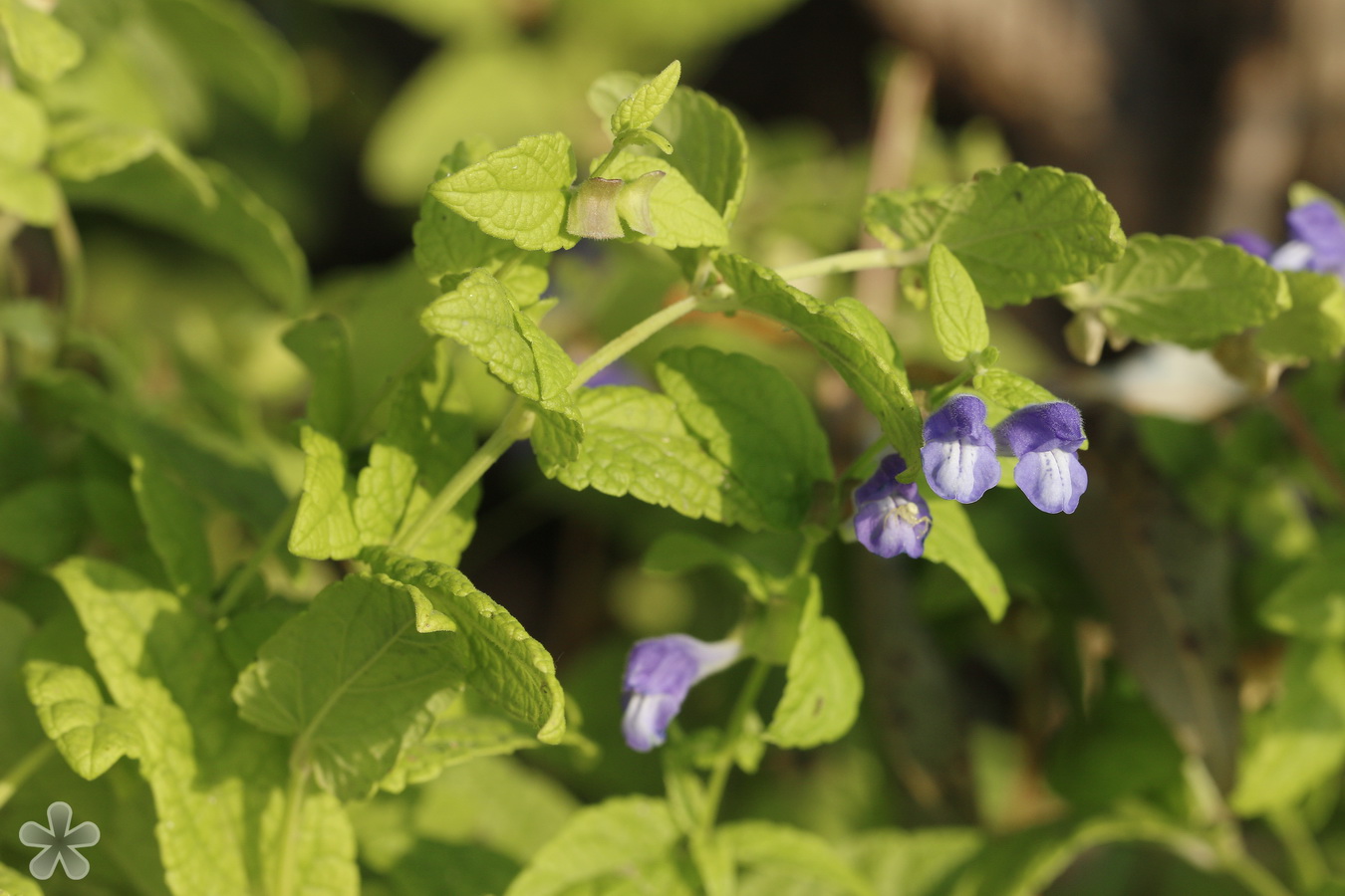 Изображение особи Scutellaria galericulata.