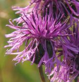 Centaurea scabiosa. Соцветие. Ленинградская обл., окр. ж-д ст. Кавголово. 12.07.2009.