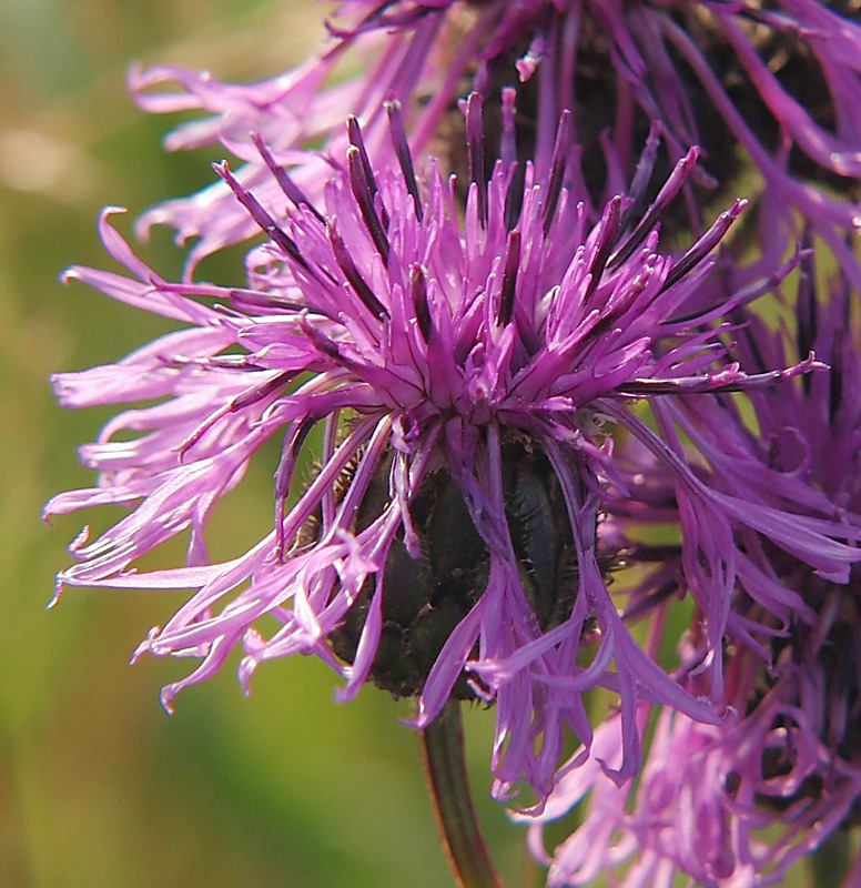 Изображение особи Centaurea scabiosa.
