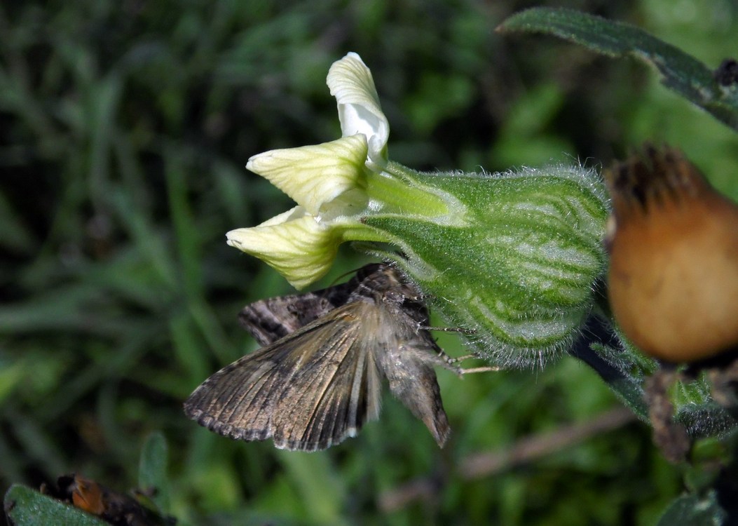 Image of Melandrium album specimen.