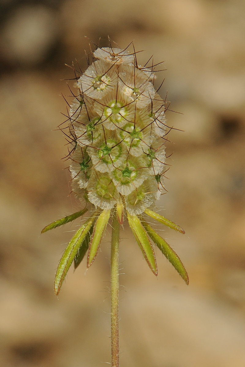 Image of Lomelosia micrantha specimen.