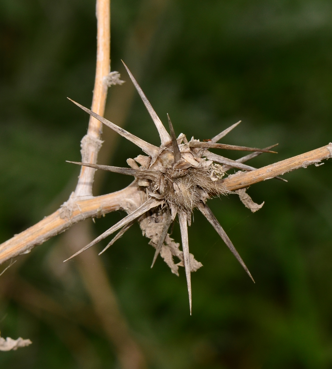 Image of Centaurea procurrens specimen.