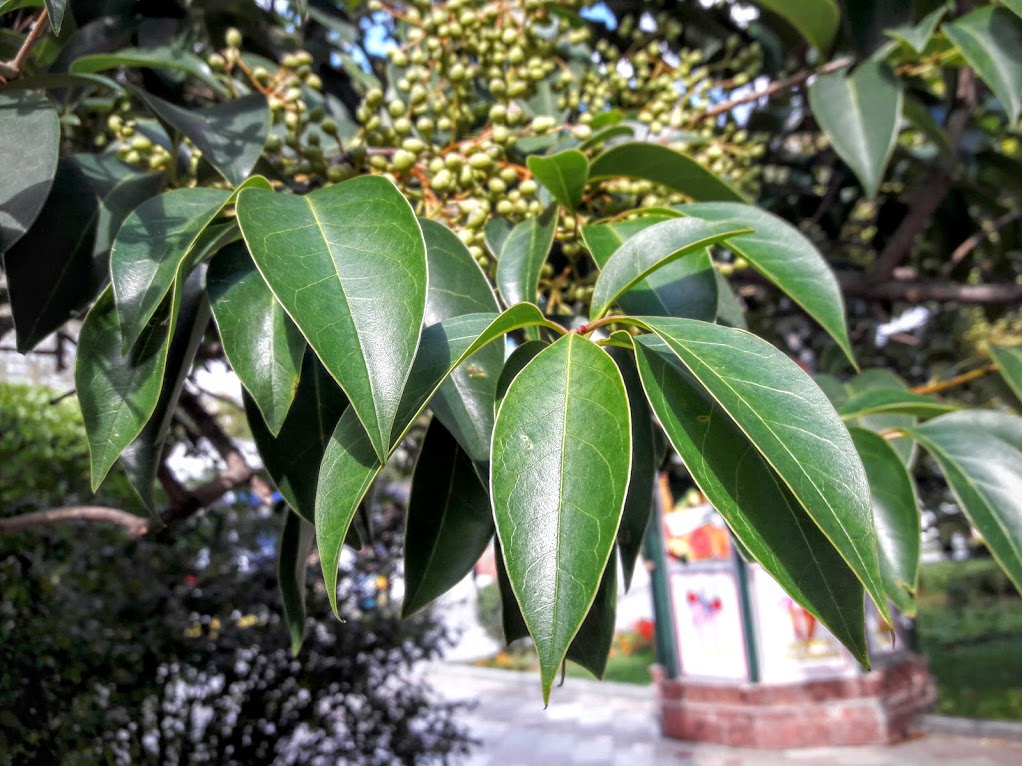 Изображение особи Ligustrum lucidum.