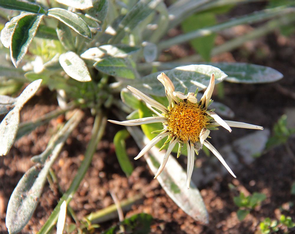 Изображение особи Gazania rigens.