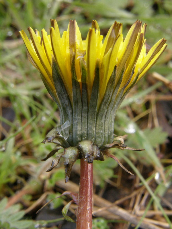 Image of Taraxacum erythrospermum specimen.