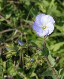 Linum hirsutum