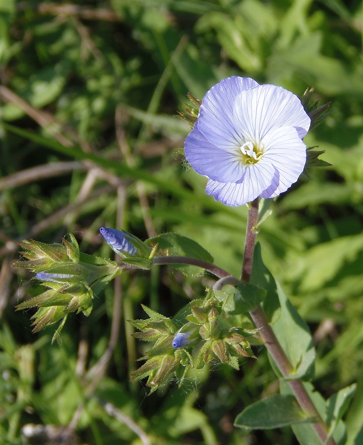 Изображение особи Linum hirsutum.