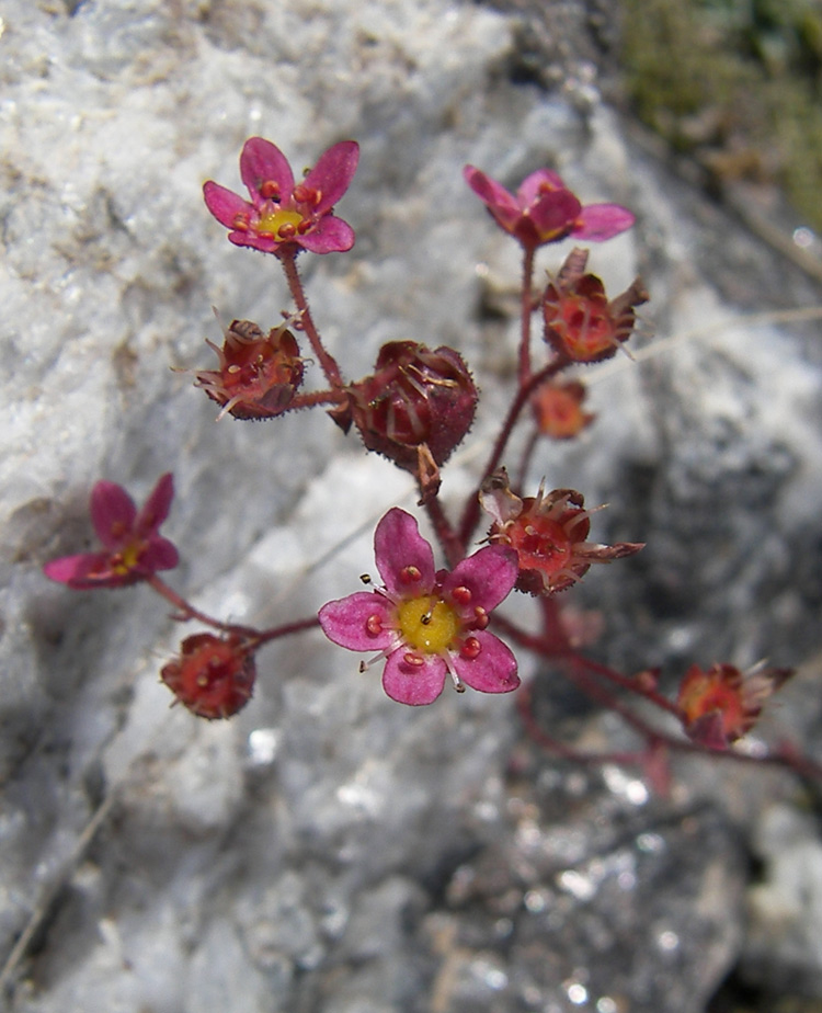 Изображение особи Saxifraga kolenatiana.