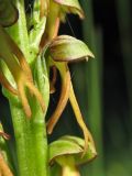 Orchis anthropophora. Цветок (вид сбоку). ФРГ, земля Северный Рейн-Вестфалия, р-н Ойскирхен, окр. г. Бад-Мюнстерайфель, поляна на склоне южной экпозиции, окружённая зарослями кустарников. 29 мая 2010 г.