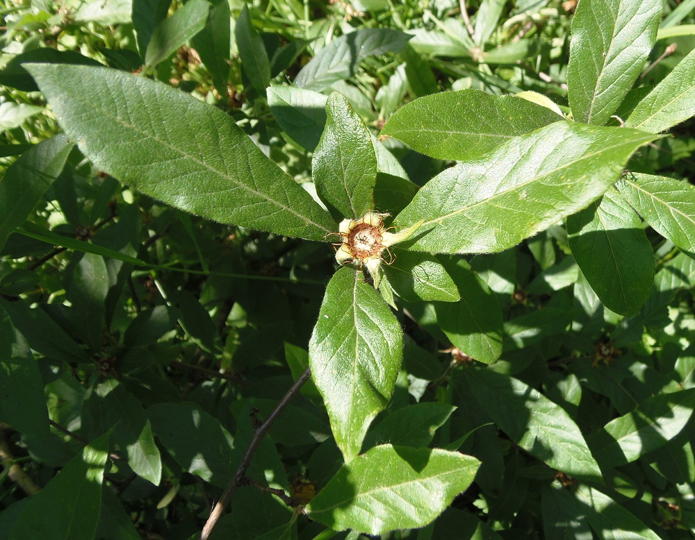 Image of Mespilus germanica specimen.