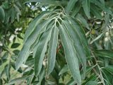Elaeagnus angustifolia