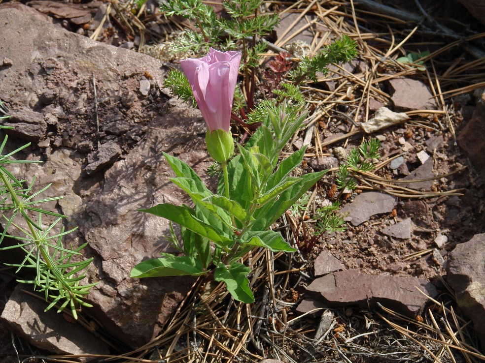 Image of Calystegia dahurica specimen.