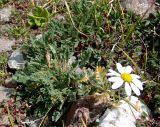 Anthemis saportana