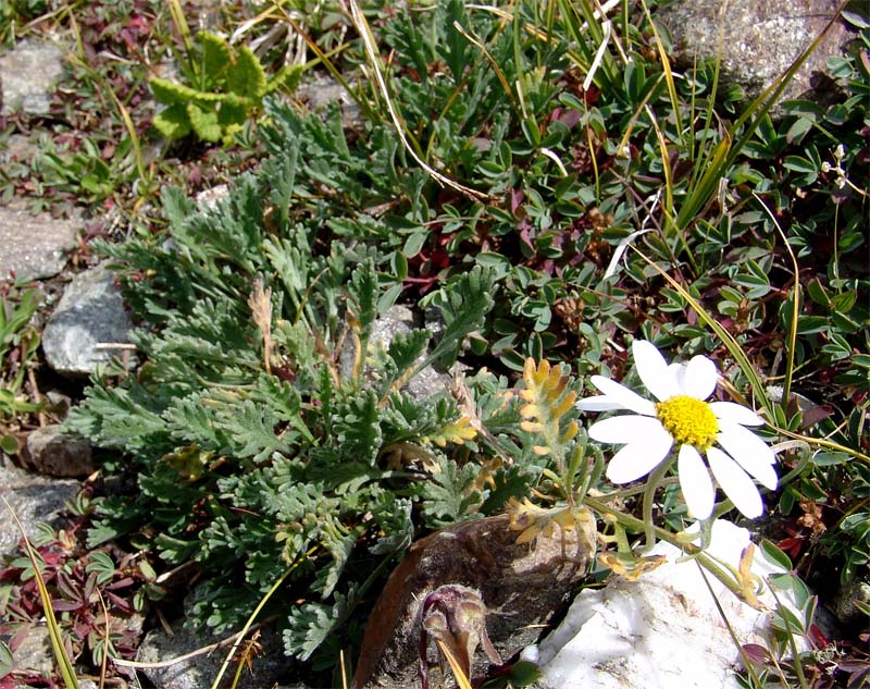 Изображение особи Anthemis saportana.