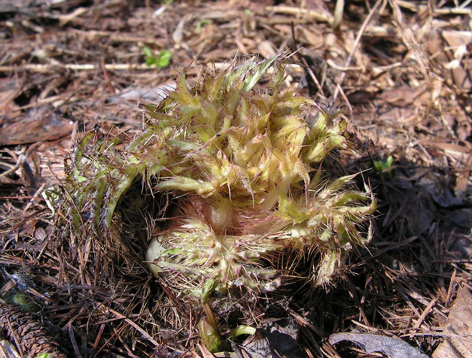 Изображение особи Cirsium schantarense.