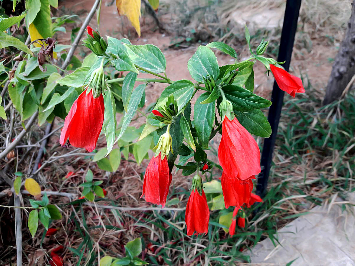Image of Malvaviscus penduliflorus specimen.