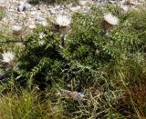 Carlina acaulis ssp. caulescens