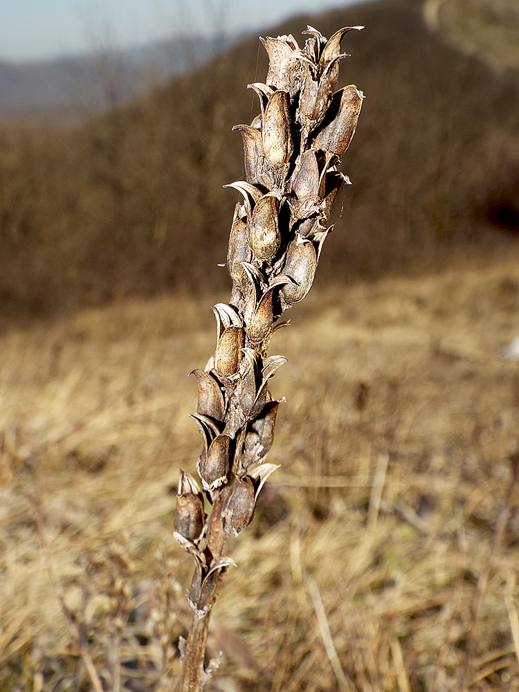 Image of Pedicularis sibthorpii specimen.