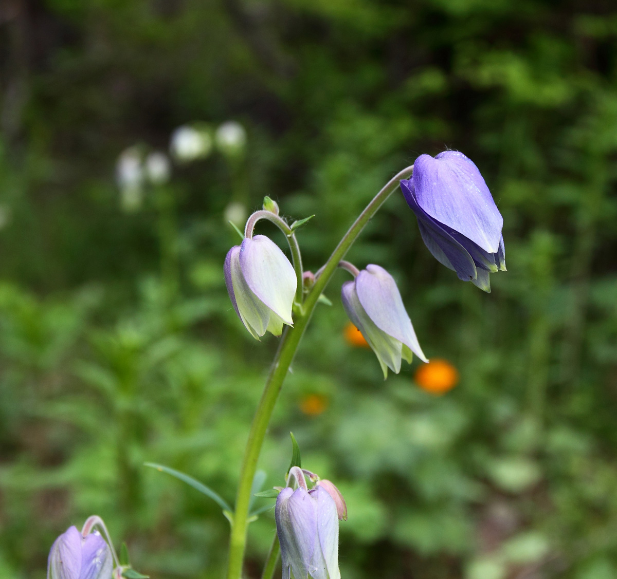 Image of Aquilegia glandulosa specimen.