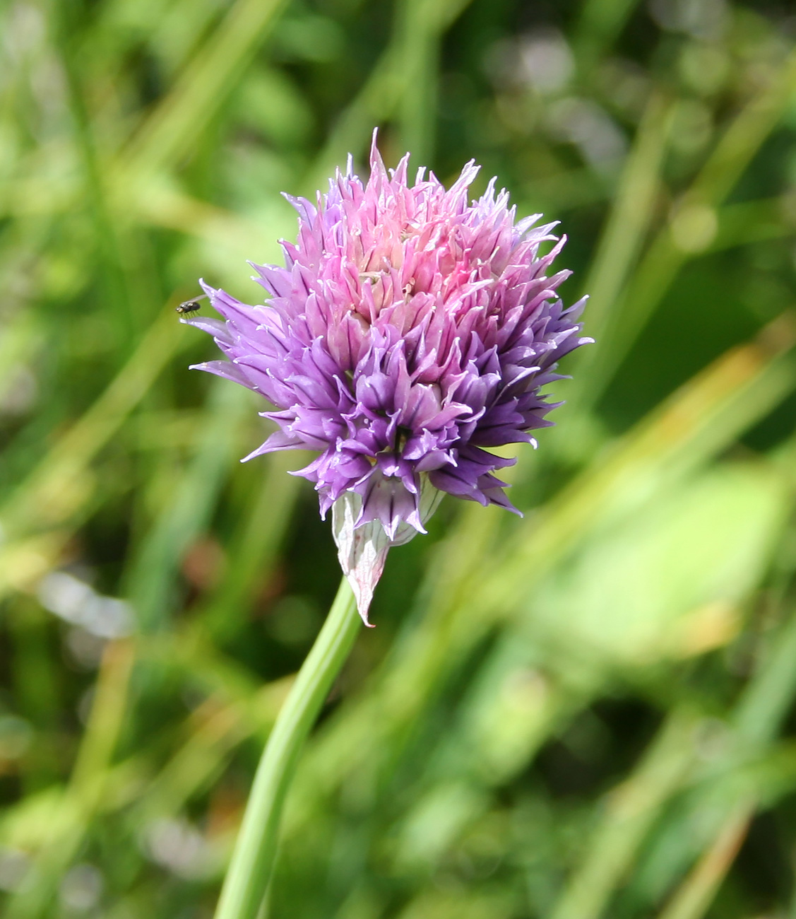 Изображение особи Allium schoenoprasum.