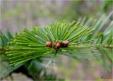 Abies alba