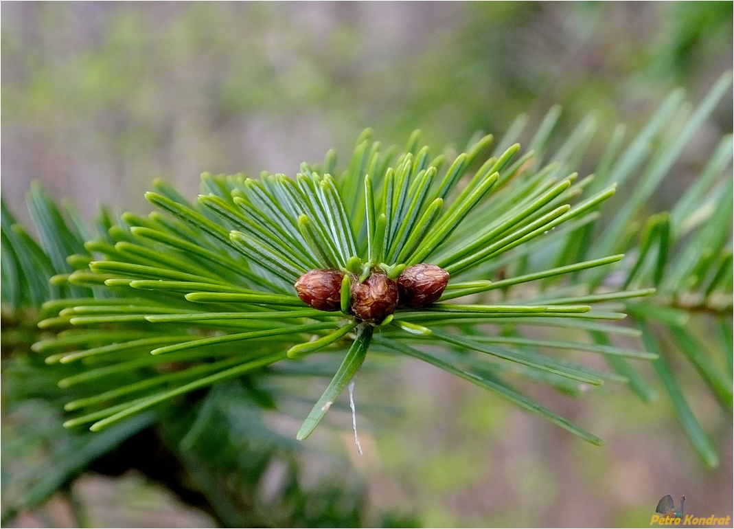 Изображение особи Abies alba.