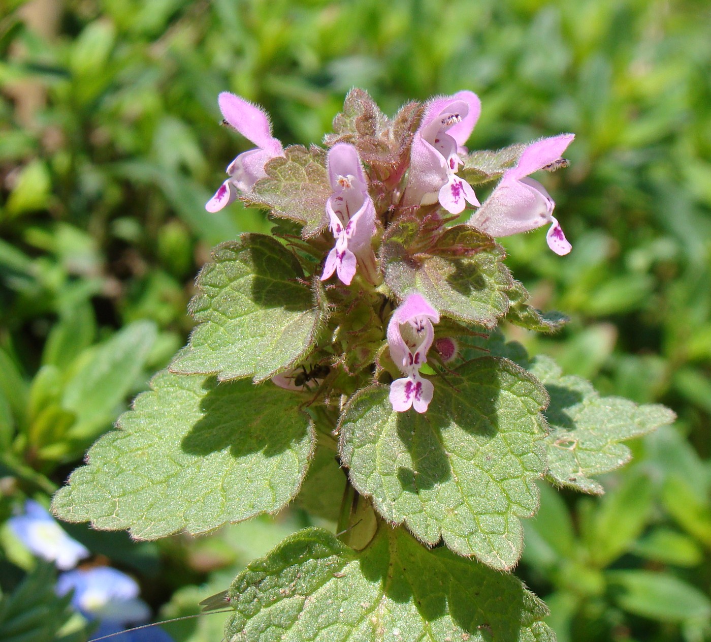 Image of Lamium purpureum specimen.