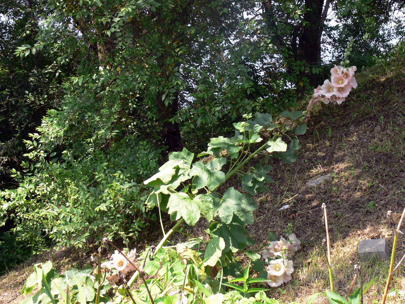 Image of Alcea rosea specimen.