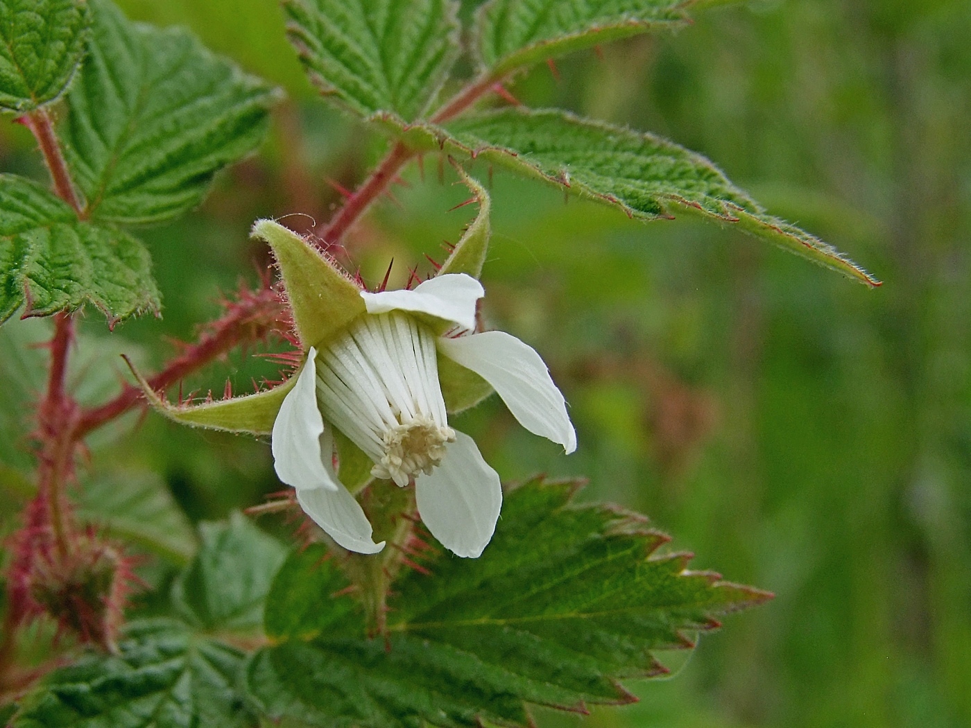 Изображение особи Rubus matsumuranus.