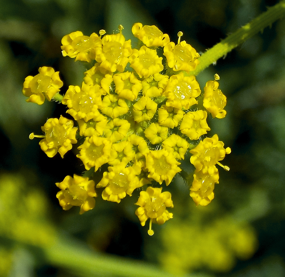 Image of Pastinaca pimpinellifolia specimen.