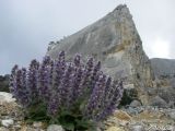 Ajuga orientalis