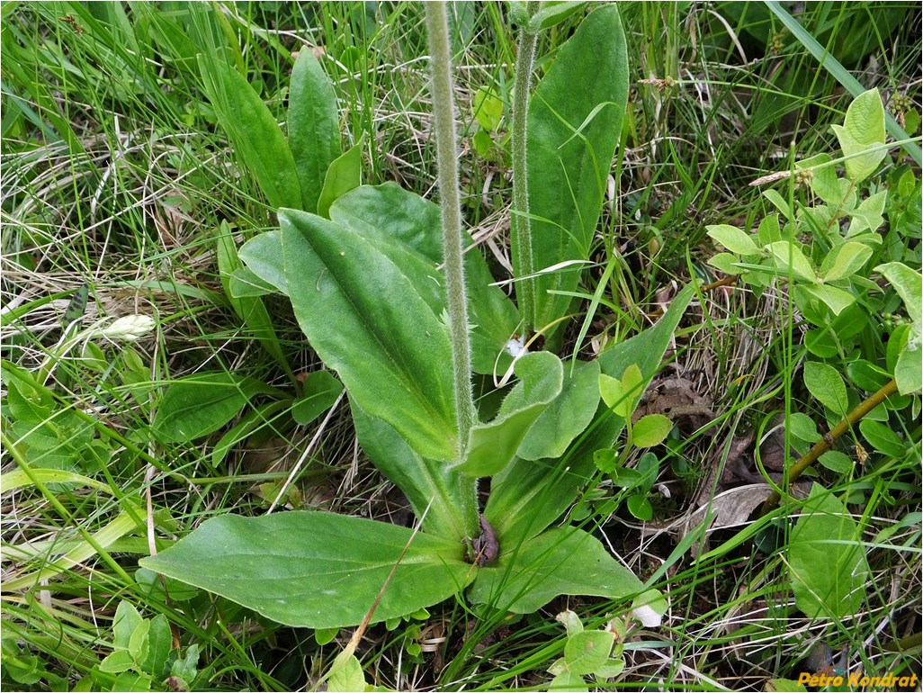 Image of Arnica montana specimen.