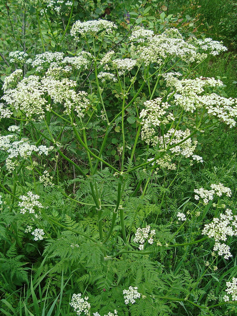 Image of Anthriscus sylvestris specimen.