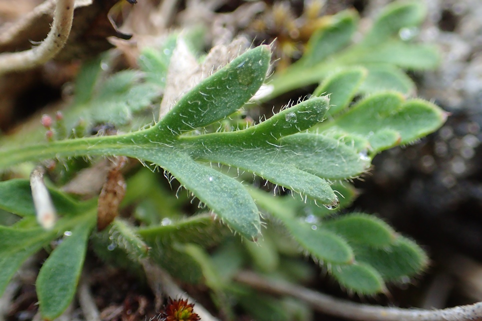 Image of Papaver anjuicum specimen.