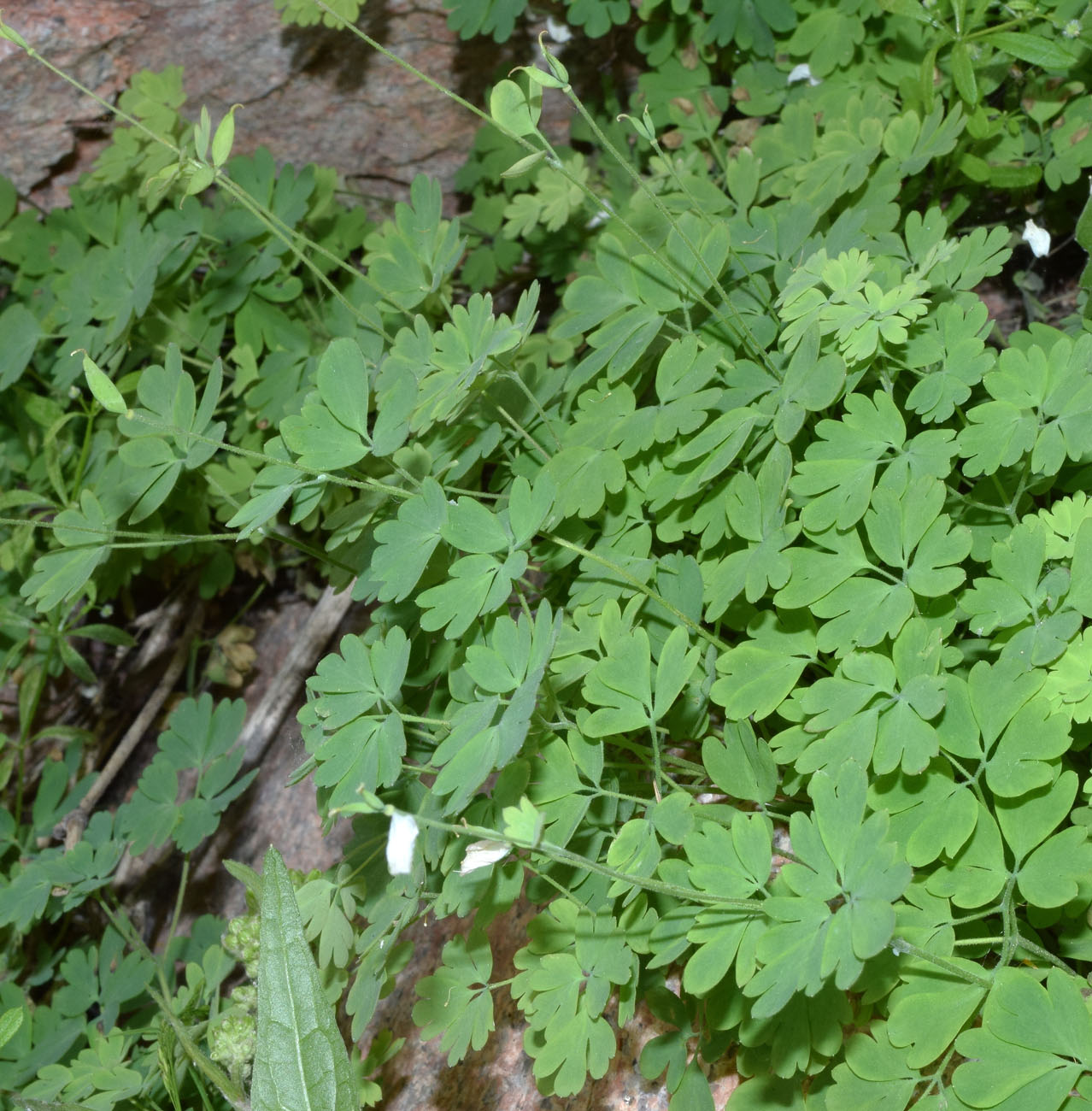 Изображение особи Paropyrum anemonoides.